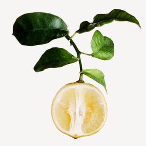 Bergamota
