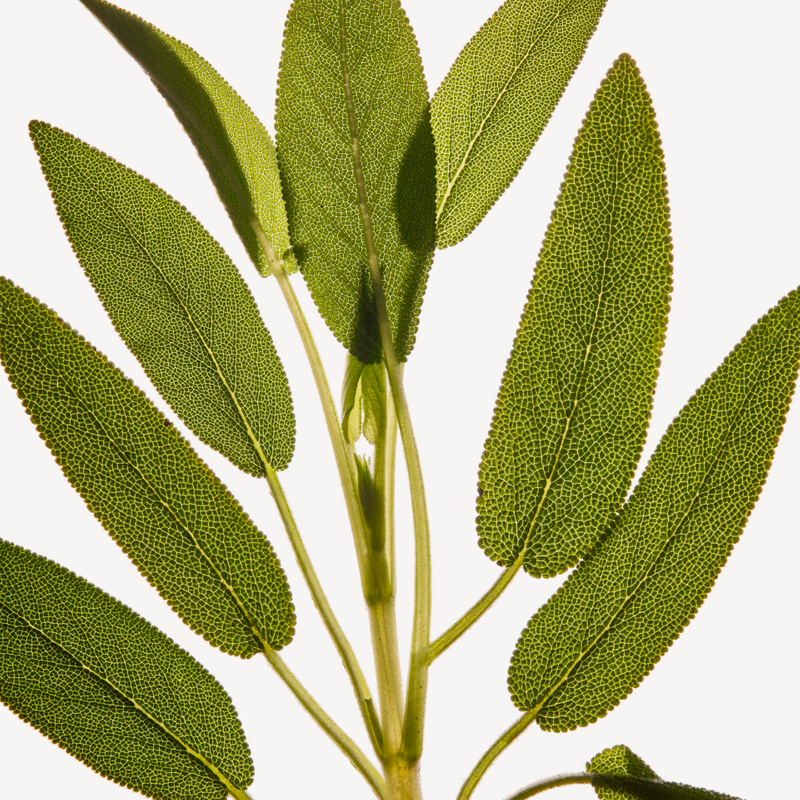 Salvia Sclarea