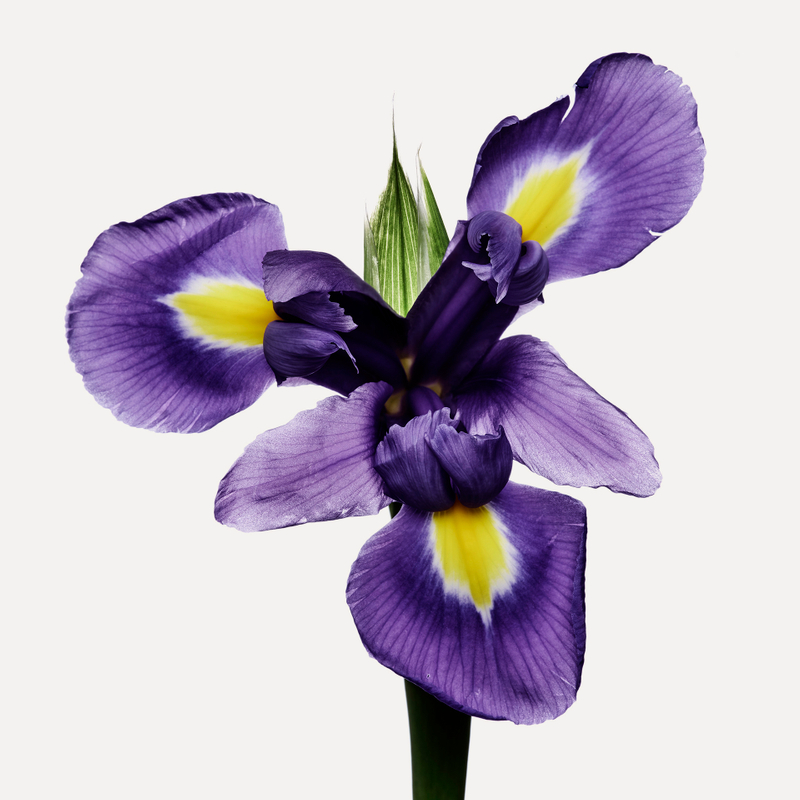 Iris