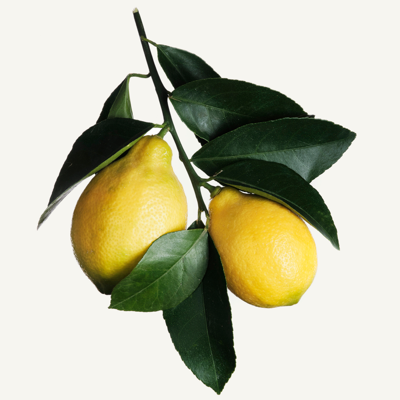 Limón