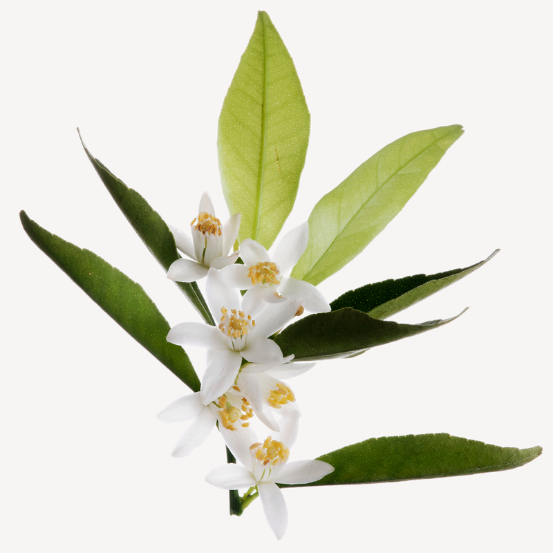 Flor de naranjo