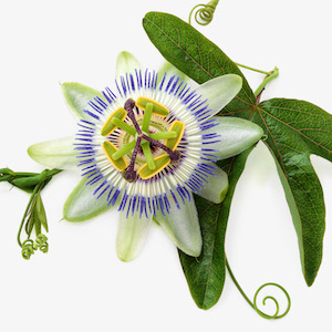 Passiflora